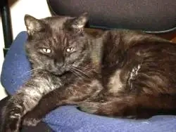 Unusual cat tale - mickie