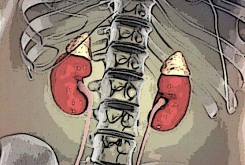 adrenal-glands