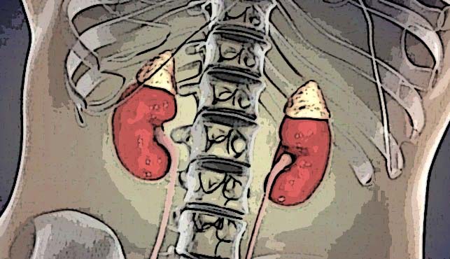 adrenal-glands