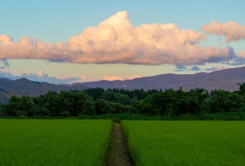 fukushima-pic